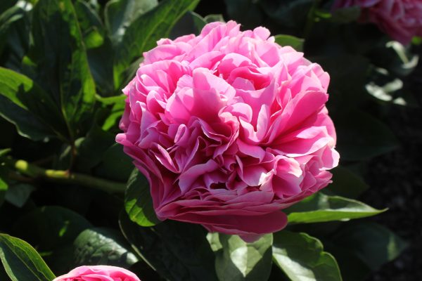Abunded Prosperity - Image 8