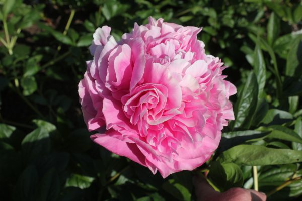 Abunded Prosperity - Image 7