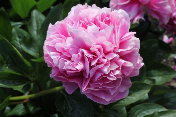 Abunded Prosperity - Image 6