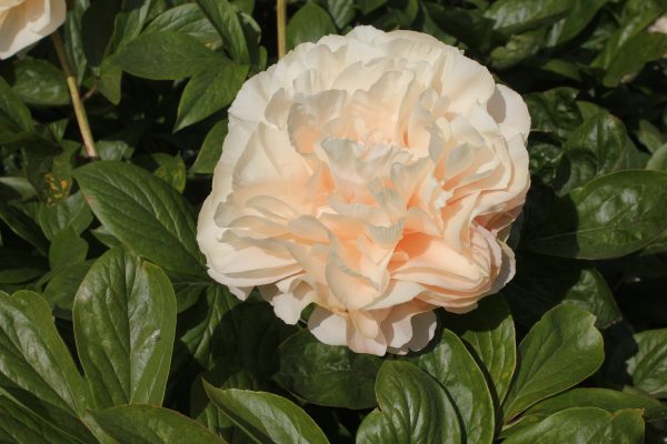 Bon Ton - Image 7