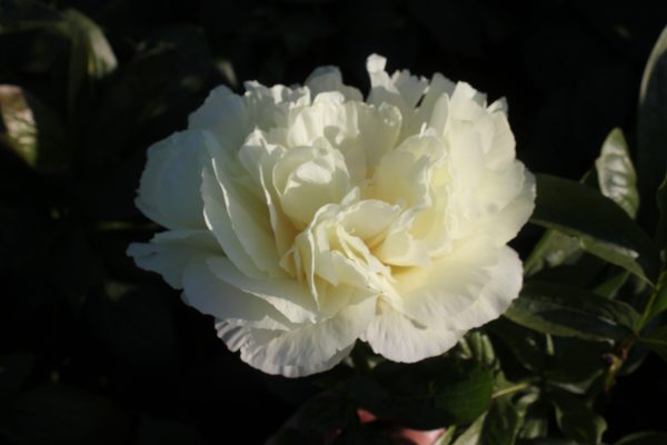 Winter Dreams - Image 12
