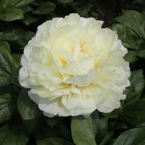 Paeonia Hybride Double Compass