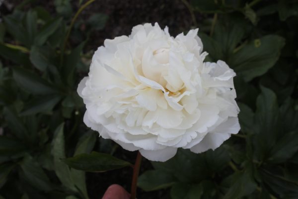 All Joy - Image 3