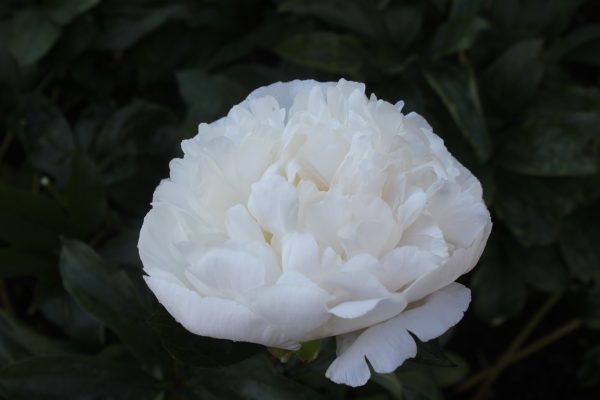 All Joy - Image 9