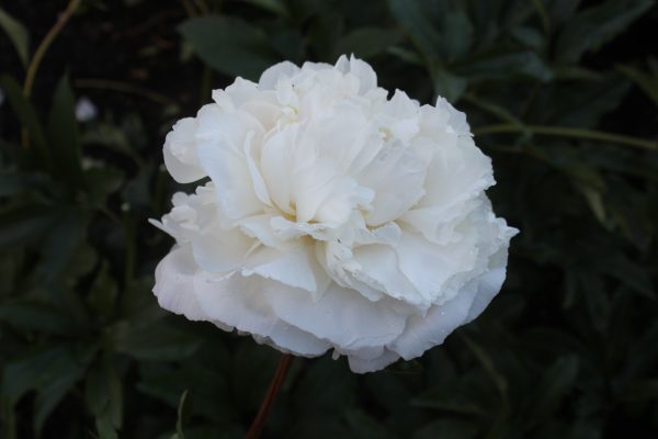 All Joy - Image 12