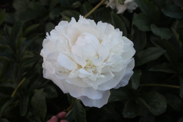 All Joy - Image 5