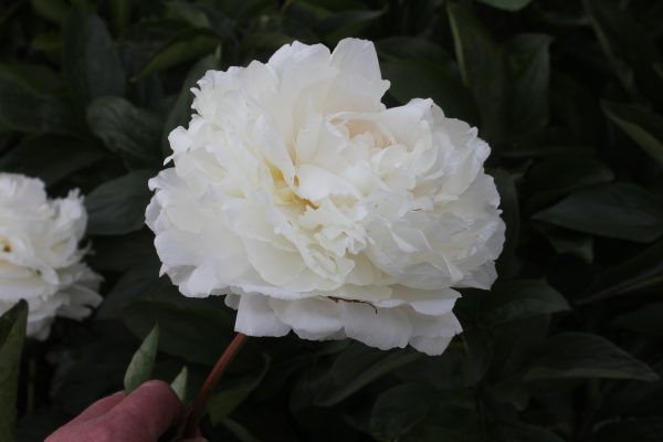 All Joy - Image 11