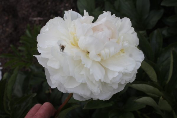 All Joy - Image 10
