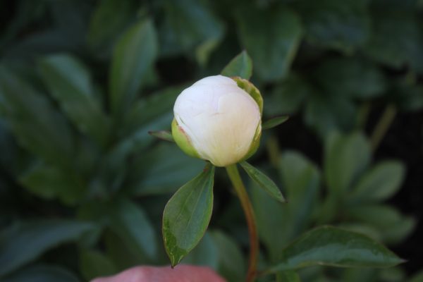 All Joy - Image 7
