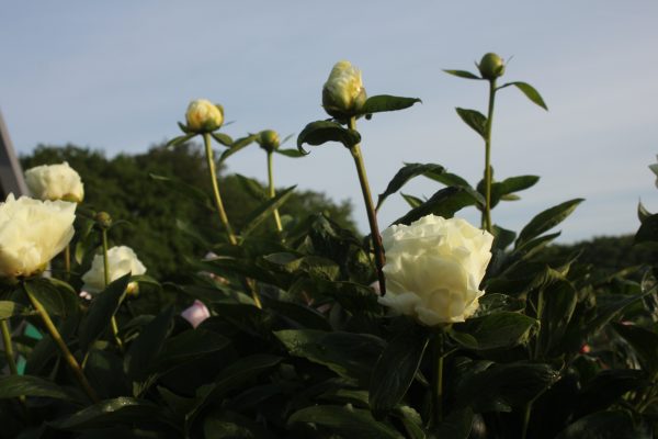 Frontrunners - Image 7