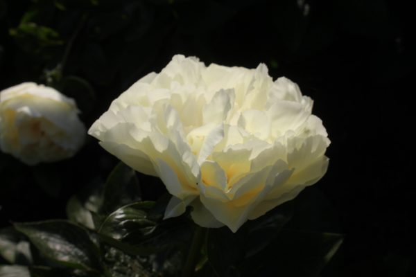 Frontrunners - Image 6