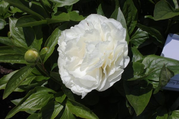 White Lies - Image 3