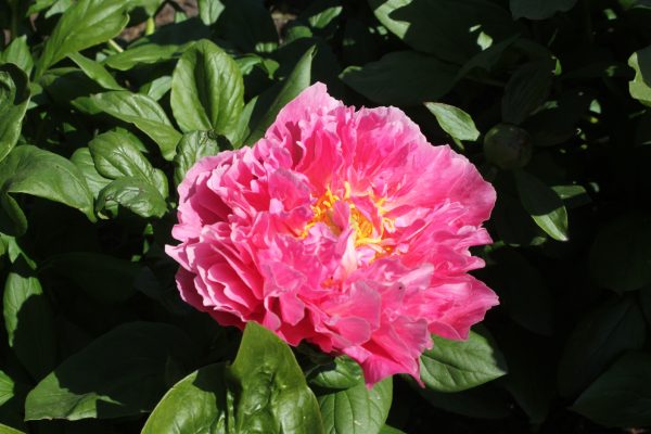Fastlane - Image 5
