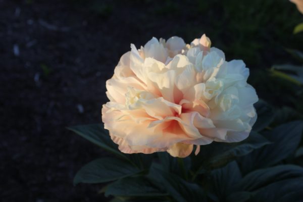 Tribute - Image 5