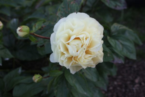 Hush - Image 6