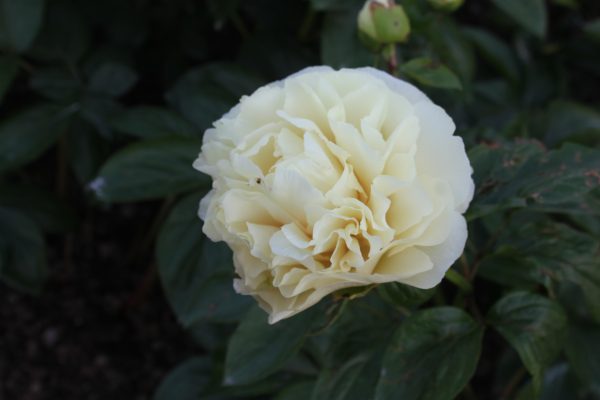 Hush - Image 7