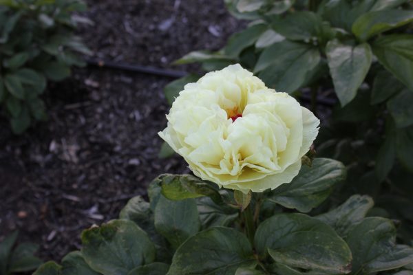 Unbelievable - Image 6