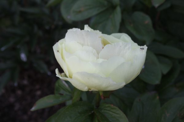 Forever Young - Image 5
