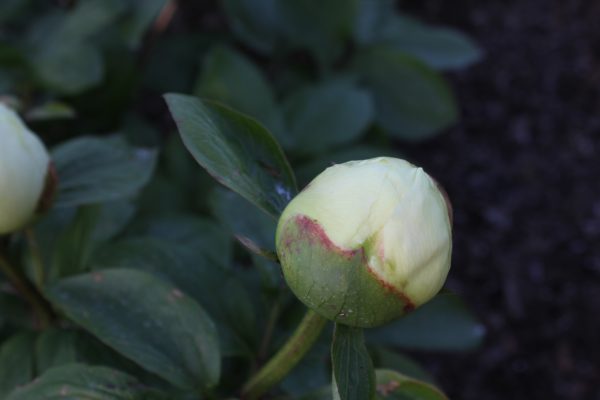 Forever Young - Image 6