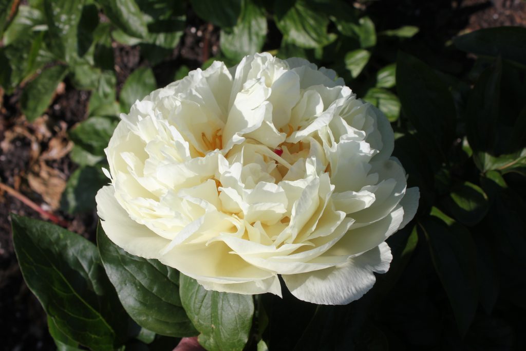 The "Winter Dreams" peony.