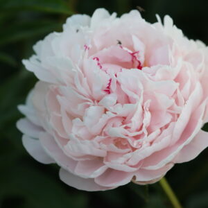 Soft Rock - Image 7