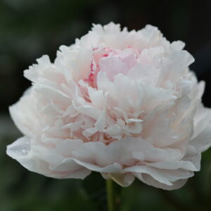 Soft Rock - Image 9