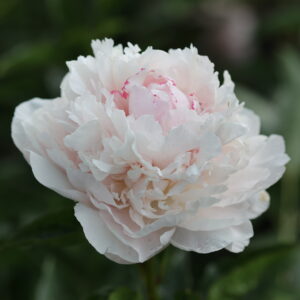 Soft Rock - Image 6