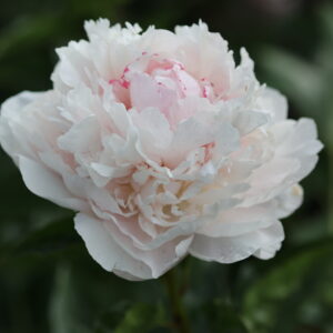Soft Rock - Image 8