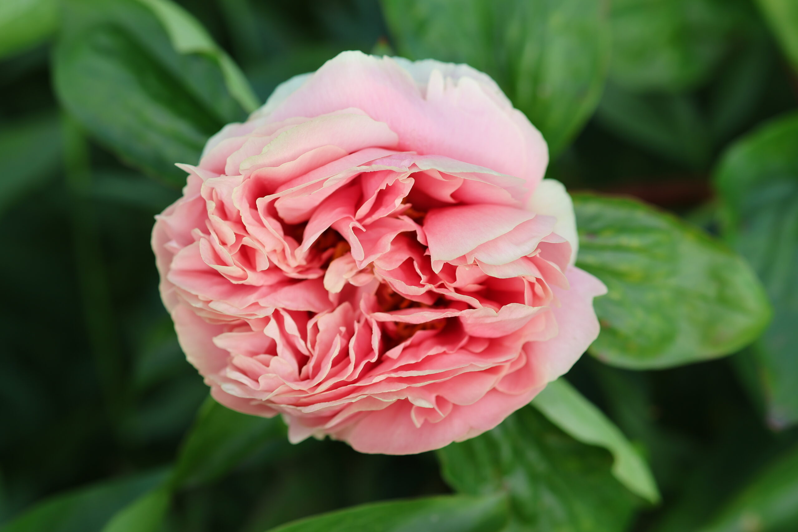 201699001 Future Peonies - Image 5