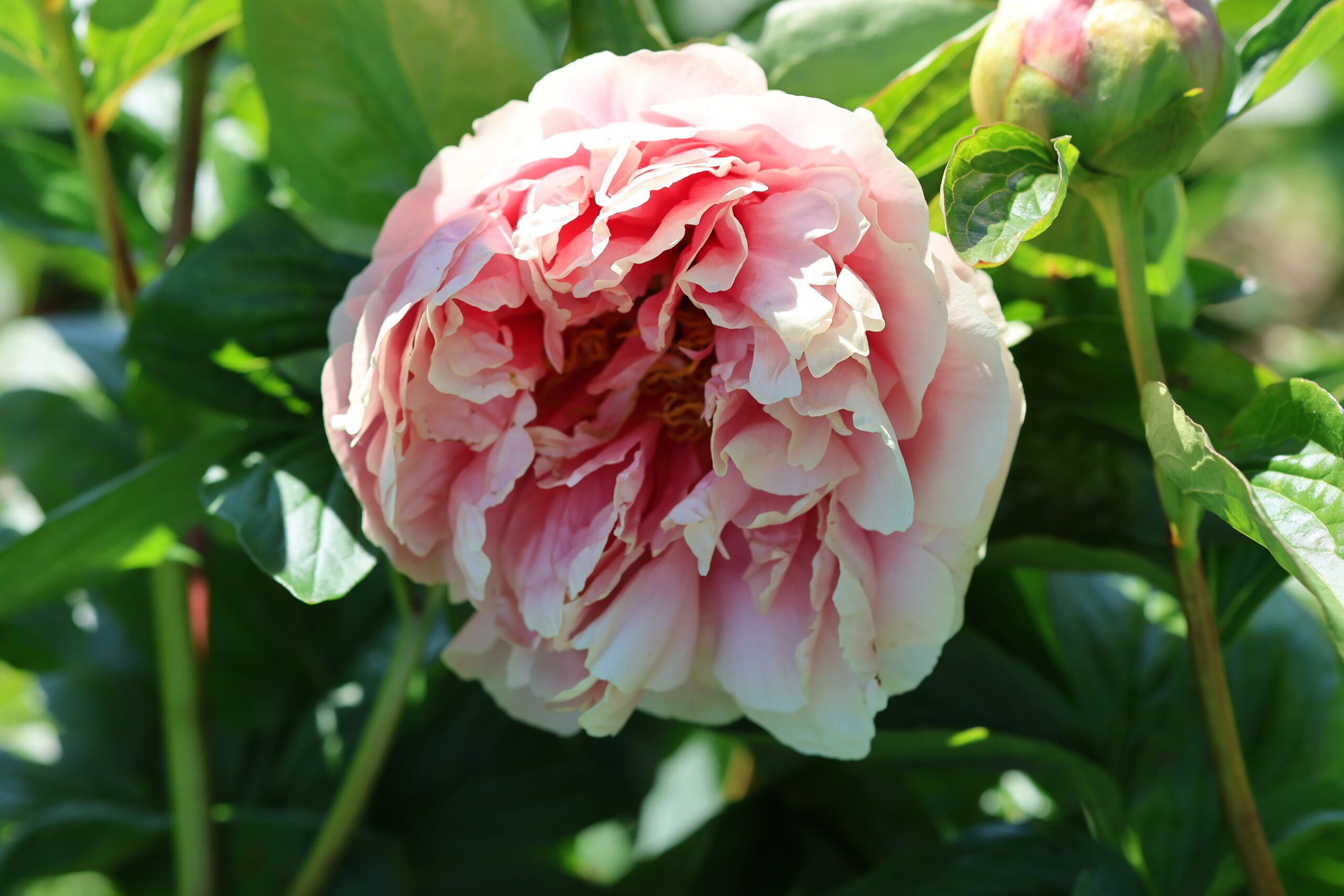 201699001 Future Peonies - Image 6
