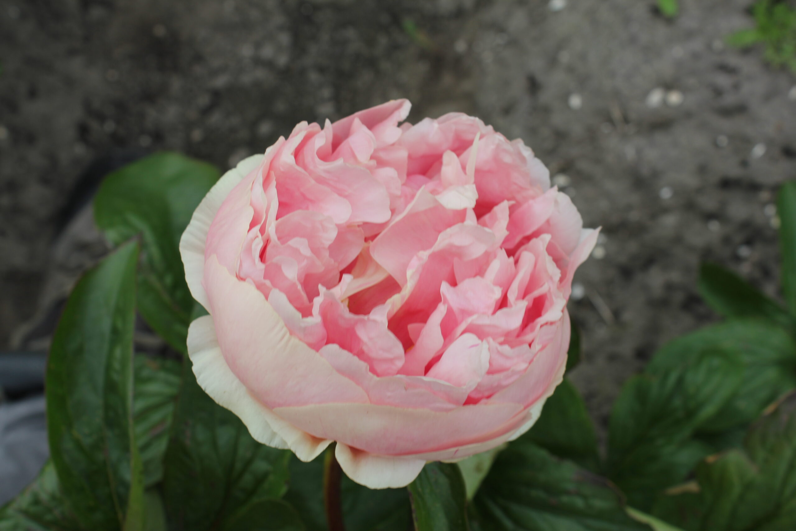 201699001 Future Peonies - Image 4