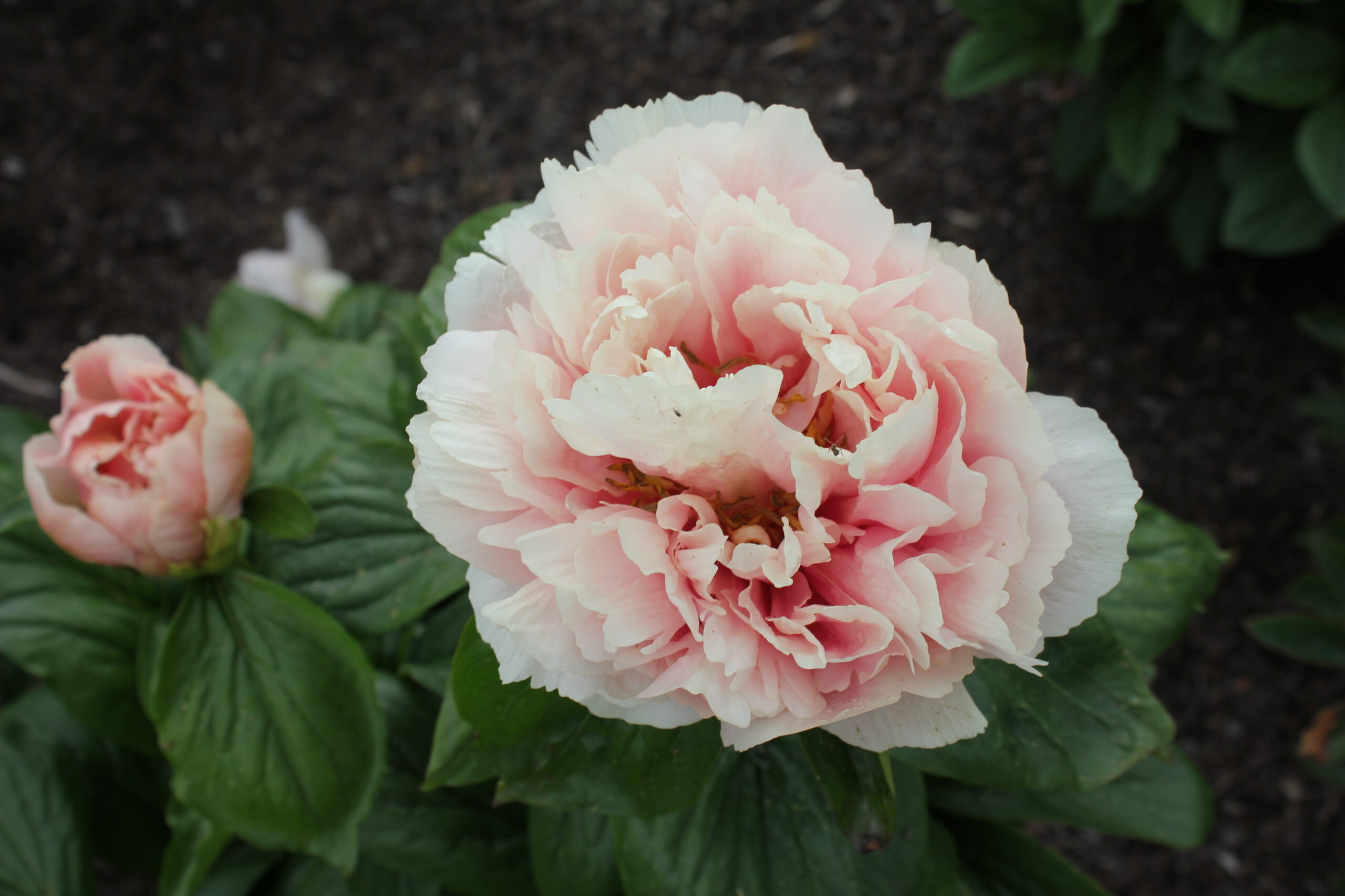 201699001 Future Peonies - Image 3