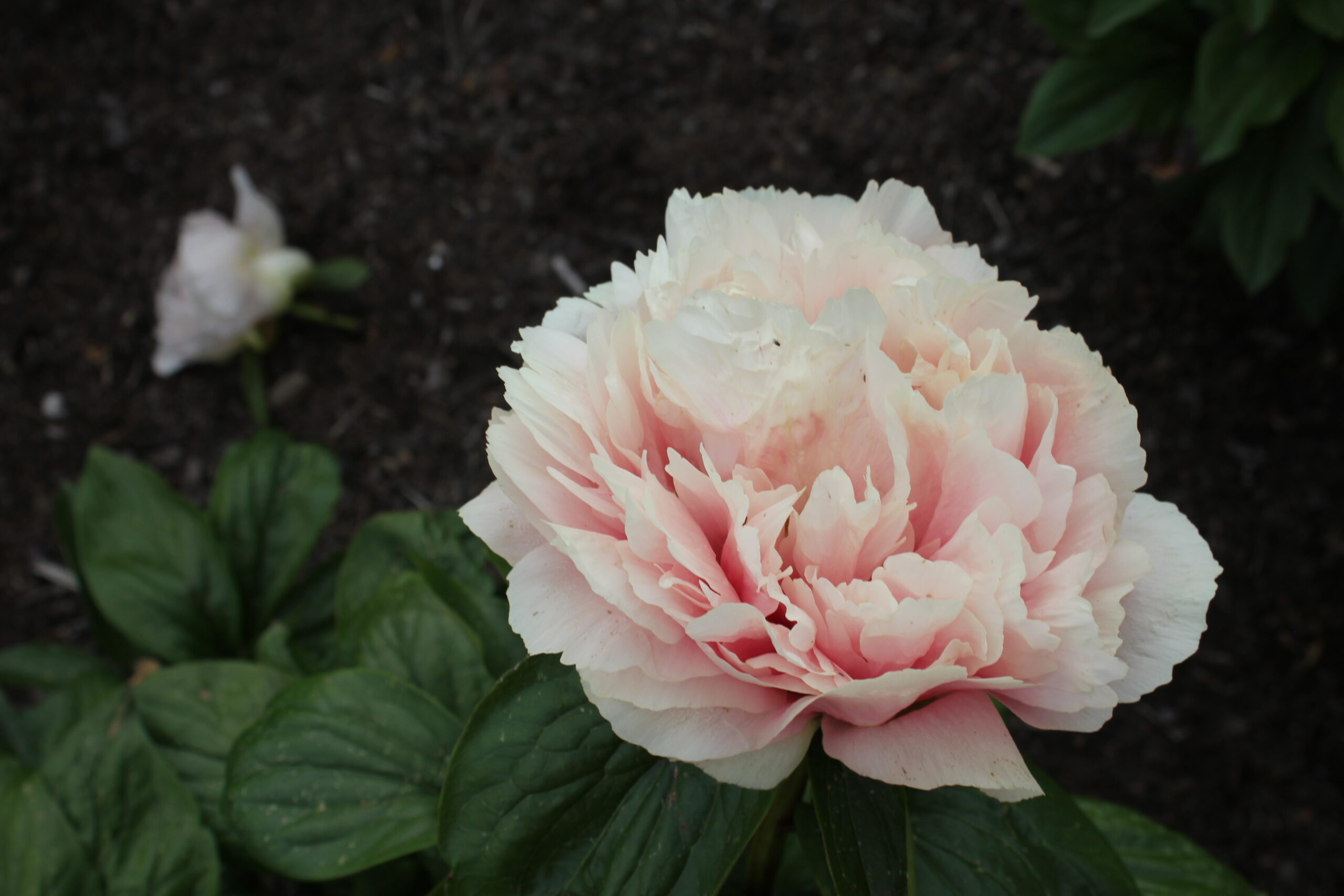 201699001 Future Peonies